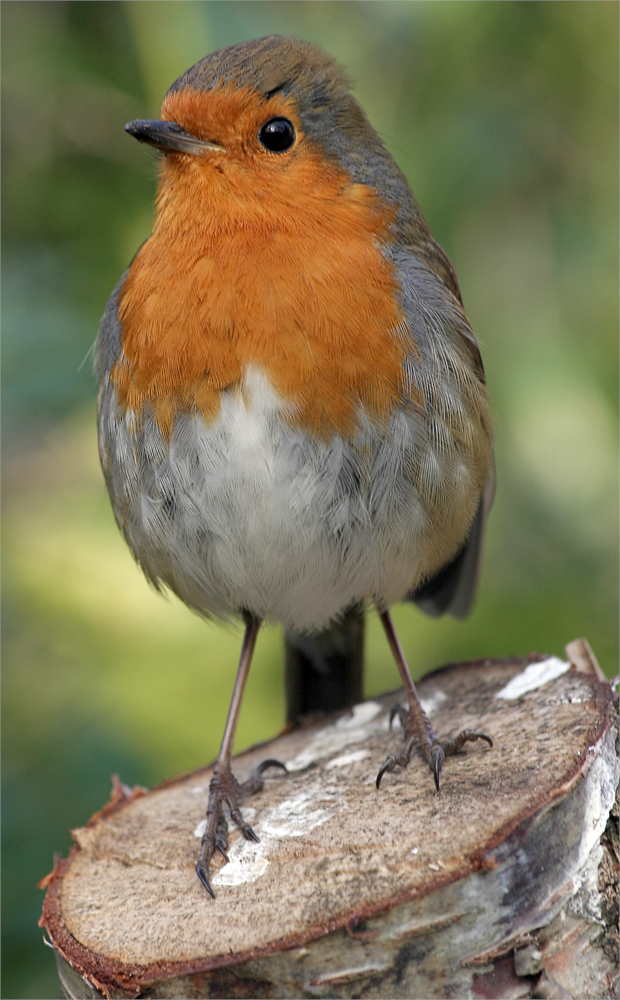 Rotkehlchen aus Wikimedia Commons